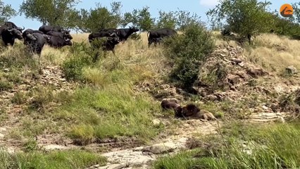 Male Lion Catches and Drags Entire Buffalo