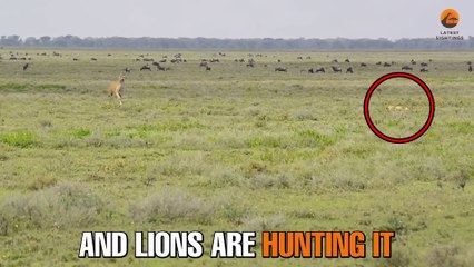 Blind Eland Walks Into Hunting Lions