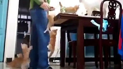 â˜… NEW Cat Compilation   Top 2013   Funny Moments with Cats   December 2013   YouTube # 2014 â˜…