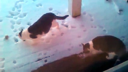 â˜… NEW Cats experiencing snow for the first time   YouTube # 2014 â˜…