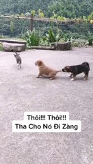 OMG BEST FUNNY DOGS AND CATS VIDEOS | FUNNIEST ANIMALS