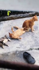 WOW BEST FUNNY DOGS AND CATS VIDEOS | FUNNIEST ANIMALS