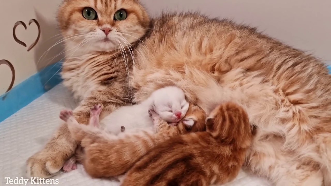 Mommy dont leave us alone for a long time   4th days after birth_1080p