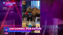 En Alaska un alce entró a un cine a pedir su combo de palomitas