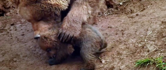 Lincessa. Los silencios del bosque | movie | 2023 | Official Trailer