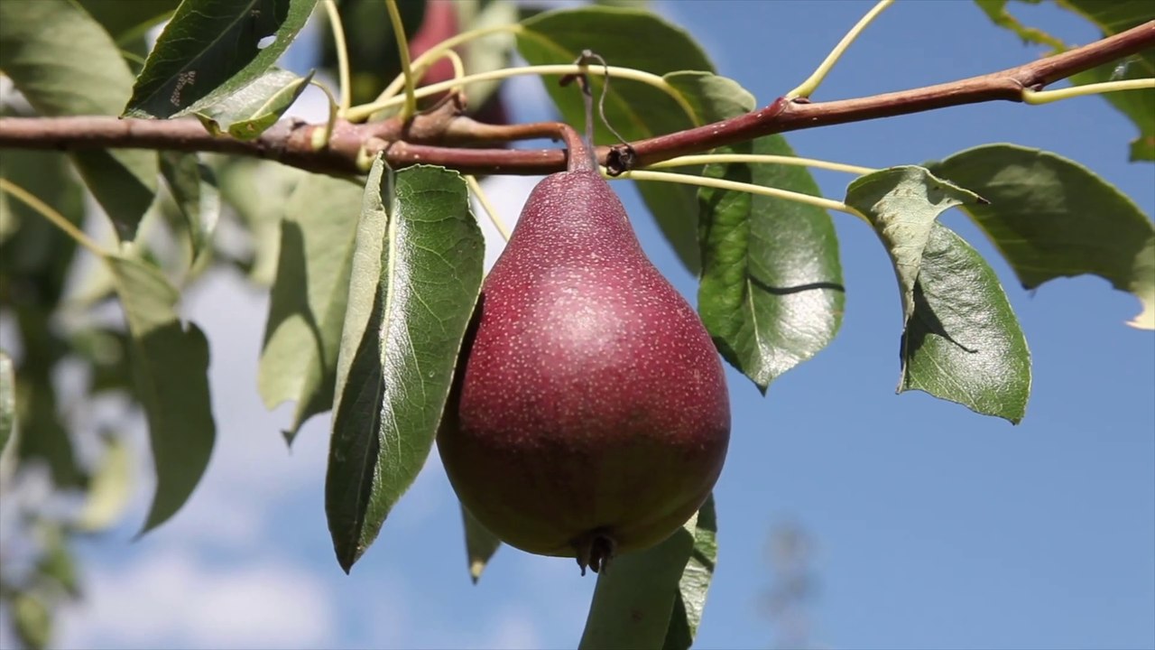 Top Most Beautiful Fruit Trees  4K ULTRA HD_1080p