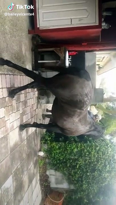 Día III Andalusian mare