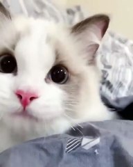 kucing lucu bikin kaget