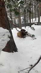 Bear Plays With Tree Branch in South Lake Tahoe