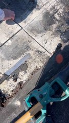 Uncovering a Honeybee Hive