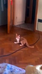 Hopping Klutzy Kitty