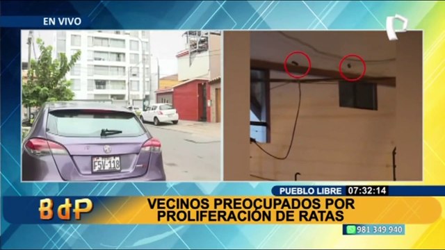 Pueblo Libre: Vecinos preocupados por la proliferación de ratas y el riesgo de enfermedades
