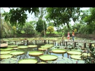 Khám phá Việt Nam - Tập 31 - Kỳ lạ một loài hoa