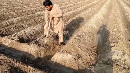 گاؤں والوں کی کھیت میں محنت طلب کام کی ایک روٹین | Village Work Routine  | Work  Vlog| Wela Arain
