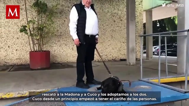 Cuco, el perro que alegra los días de pacientes en hospitales del IMSS