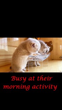 Cute cat reaction ||Animal prank || cat eating food