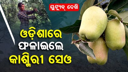 YouTube helps this farmer to cultivate apple and earn massive profit in Odisha’s Dharamgarh