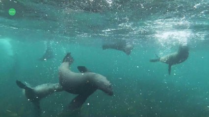 दुनिया के खतरनाक शिकारी पक्षी || Uncovering the Biggest Bird in the World: The Pelican!