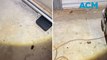 Dead, baited mice in garage as more of the rodents found in Dubbo, NSW