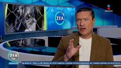 Maltrato animal: Las cifras en México