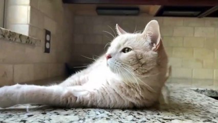 Sleep cat very cute kitty | beautiful animal video