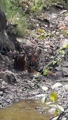 Video Story: Tiger came to the jungles in Barwah