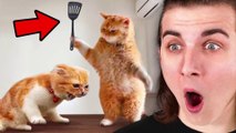 Funniest Animals On The Internet! - Mr Beast - Beast Reacts