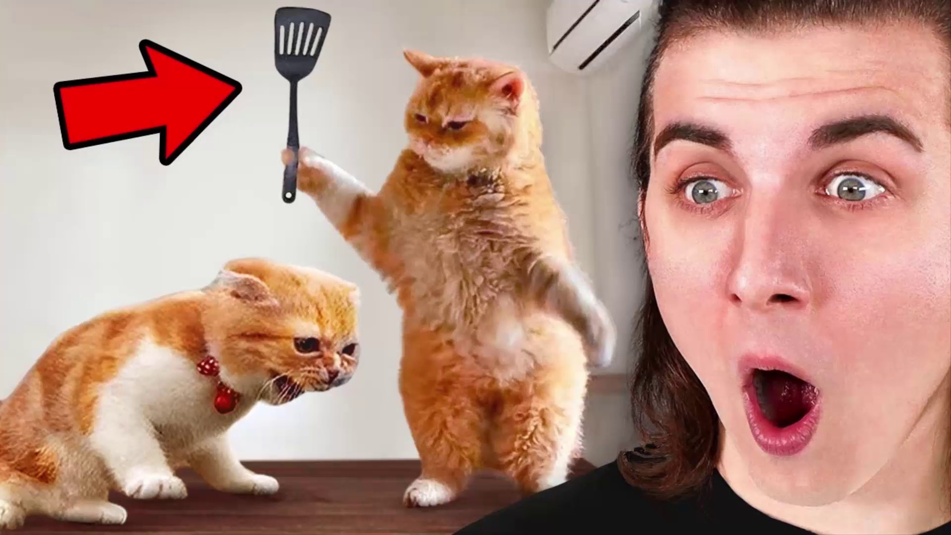 ⁣Funniest Animals On The Internet! - Mr Beast - Beast Reacts