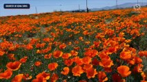 Vibrant poppy flowers bloom in Lancaster, California