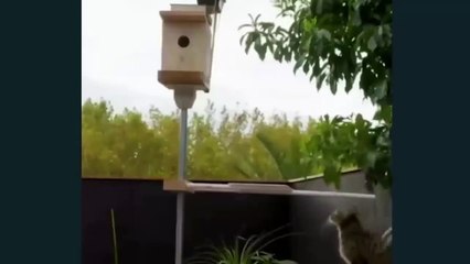 عاملين كمين للقطة ههههههههههه