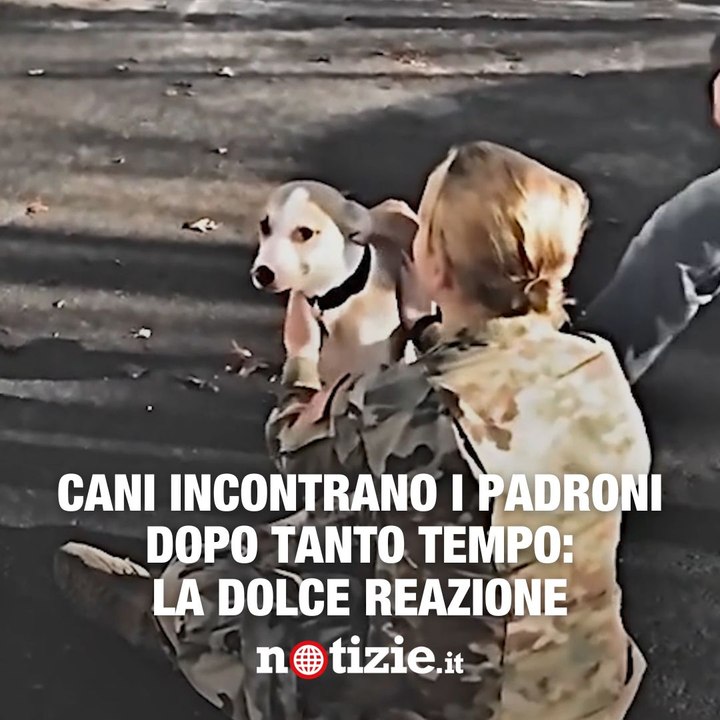 Cani incontrano i padroni dopo tanto tempo: la dolce reazione