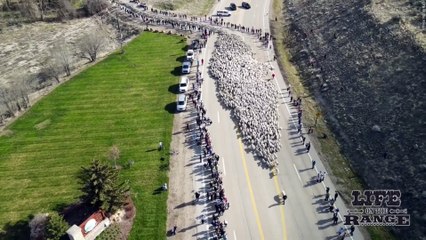 Amazing drone footage shows thousands of sheep herded down Idaho highway