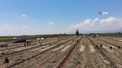Soğan tarlada 9-10 lira seviyesine düştü