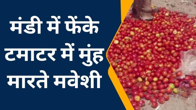 चितौड़गढ़: सब्जियों के भाव में नहीं आया उछाल, टमाटर तो मवेशियों को फेंकने की नौबत