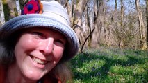 Bluebells in Clapham Wood near Worthing