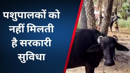 मुजफ्फरपुर: खुले आसमान में जानवर पालने पर मजबूर है पशुपालक, देखिए रिपोर्ट