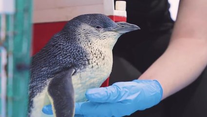 ‘Wobbly’ penguin becomes first in the world to get an MRI scan