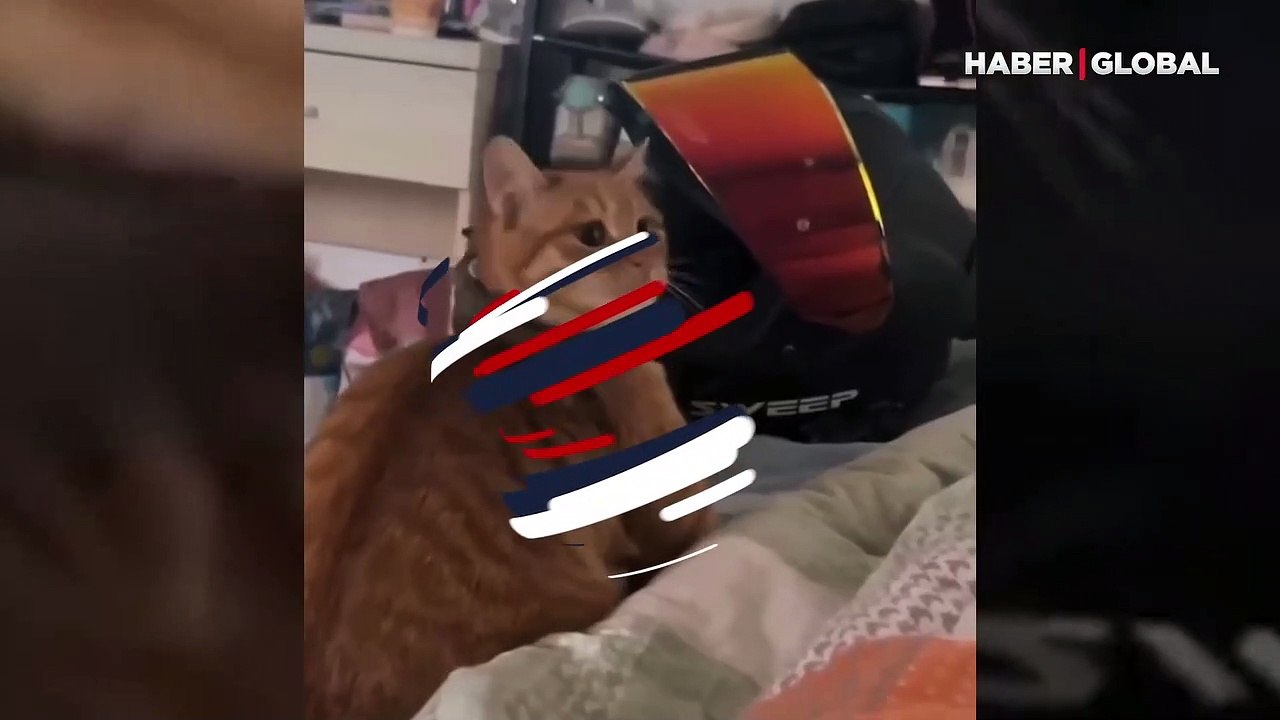 Kediyi deliye çeviren sincap kahkahaya boğdu: Dakikalarca onu aradı