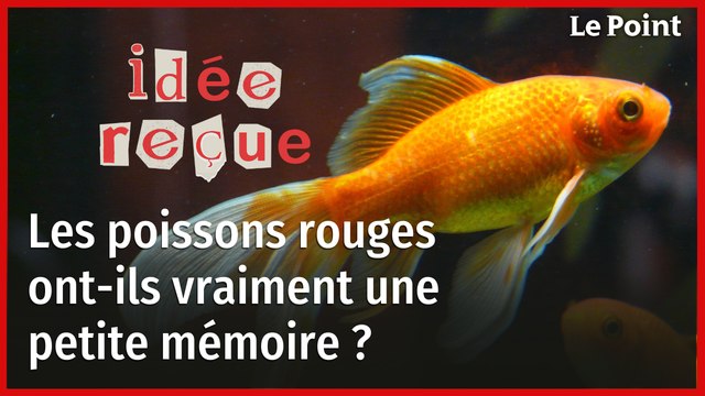Idée reçue : les poissons rouges ont-ils vraiment une si petite mémoire ?