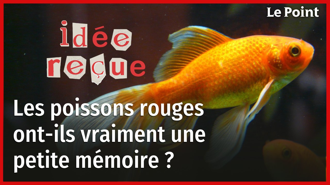 Idée reçue : les poissons rouges ont-ils vraiment une si petite mémoire ?