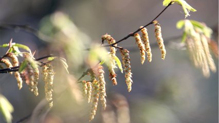 Allergiealarm: welche Allergien gibt es, was sind die Gründe und Behandlungstherapien?