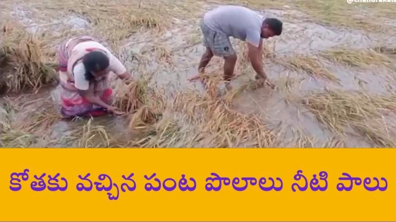 నల్గొండ: రైతుకు వడగండ్ల వాన కష్టం.. భారీగా పంట నష్టం..