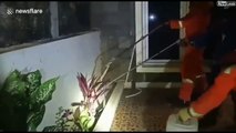 Ce pompier sort un cobra mortel des buissons
