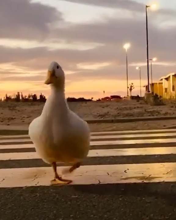 Meet the cutest pet duck!