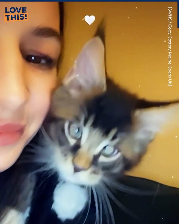 Meet the cross-eyed cat!