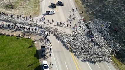 Watch: Thousands of sheep herded along Idaho highway