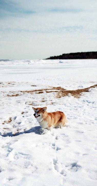 dog playing in ice