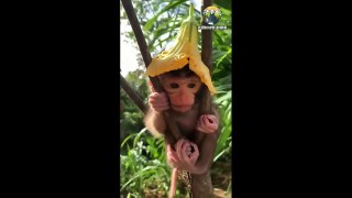 monkey holding baby