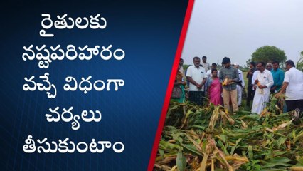 మధిర: దెబ్బతిన్న పంటలను పరిశీలించిన జిల్లా కలెక్టర్