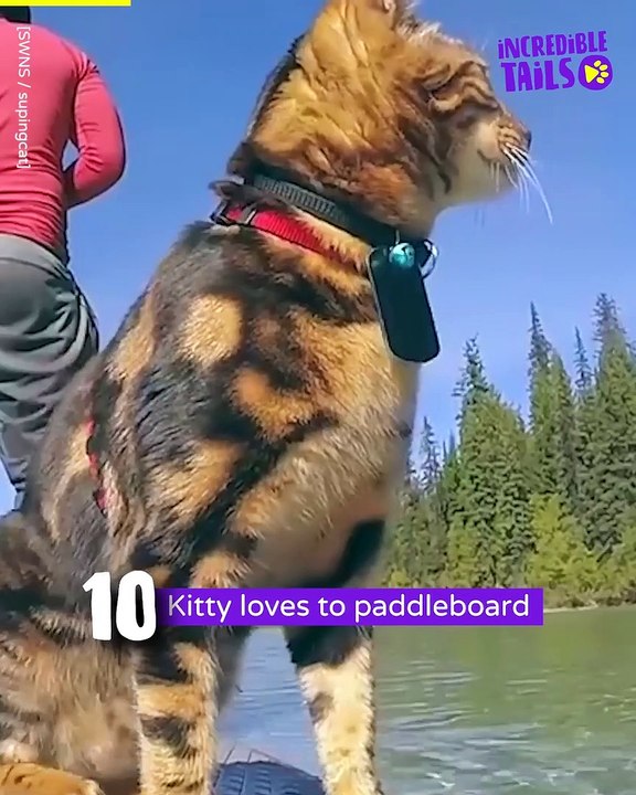 Top 10 Xtreme animals !!!